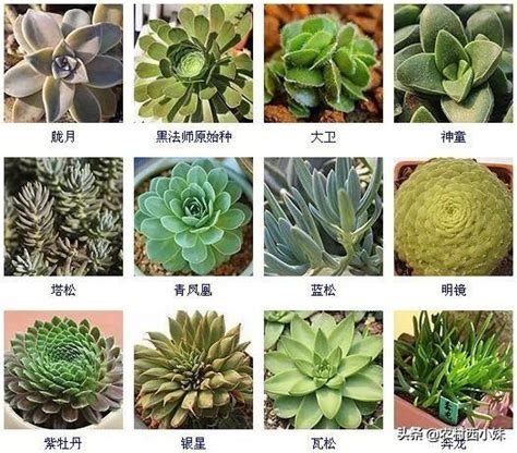 品種大全多肉植物名稱|多肉品種鑒定指南：認識 42 種人氣多肉植物，養護秘訣一次掌。